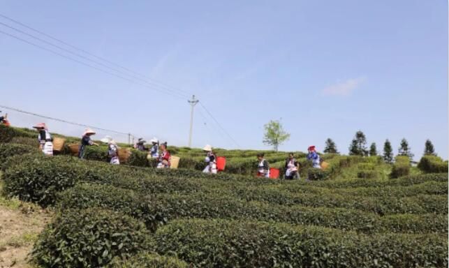 有关于盐津:生态茶园采茶忙 "点绿成金"群众富的相关信息(4)