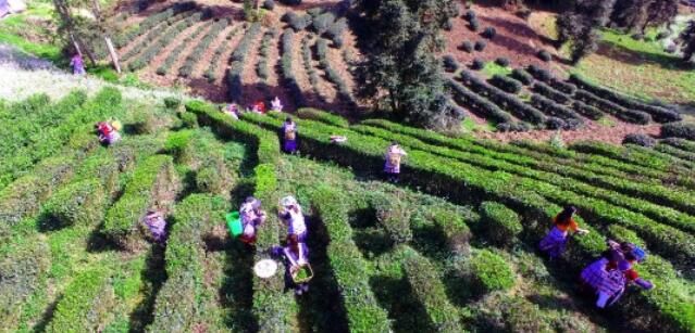 有关于盐津:生态茶园采茶忙 "点绿成金"群众富的相关信息(1)