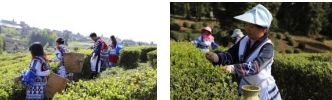 有关于盐津:生态茶园采茶忙 "点绿成金"群众富的相关信息(3)