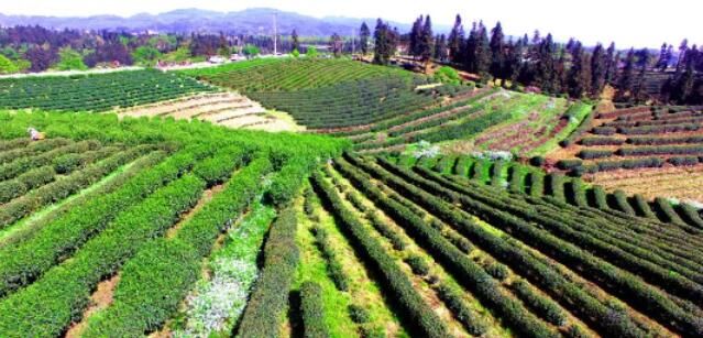 有关于盐津:生态茶园采茶忙 "点绿成金"群众富的相关信息(5)