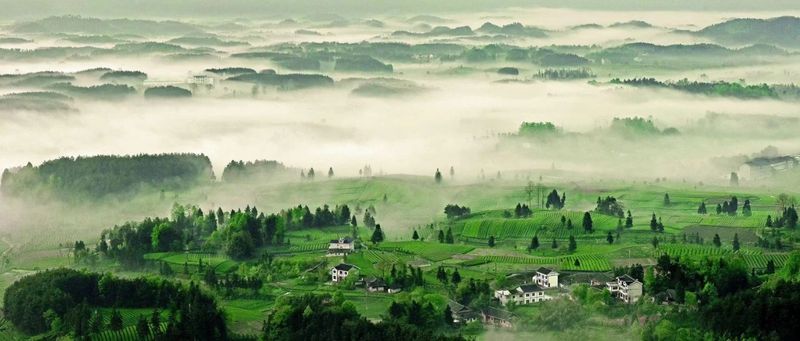 有关于小茶叶闯四方 绿山乡富万家的新闻