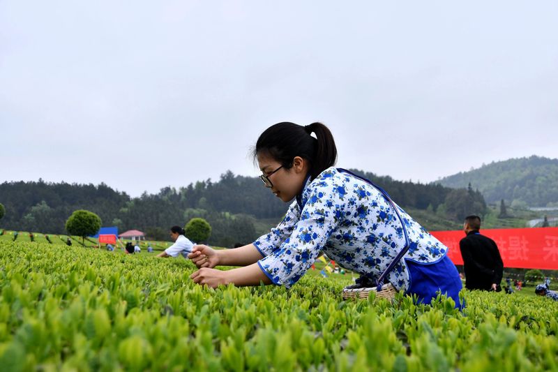 有关于小茶叶闯四方 绿山乡富万家的新闻(1)