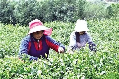 关于一叶春茶绿 一业乡村兴 看水城区因地制宜发展茶产业促进乡村振兴的信息