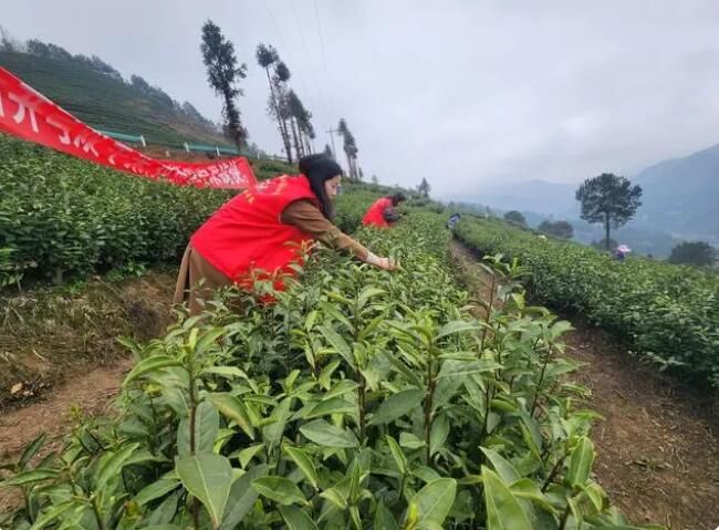 关于丹寨县南皋乡:志愿服务进茶园 助农采茶喜开颜的新闻