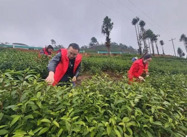 关于丹寨县南皋乡:志愿服务进茶园 助农采茶喜开颜的新闻(1)