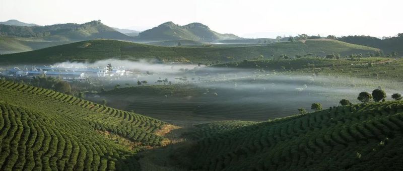 关于万亩茶园里“变”出一个“铁巨人”，它的作用是……的最新消息