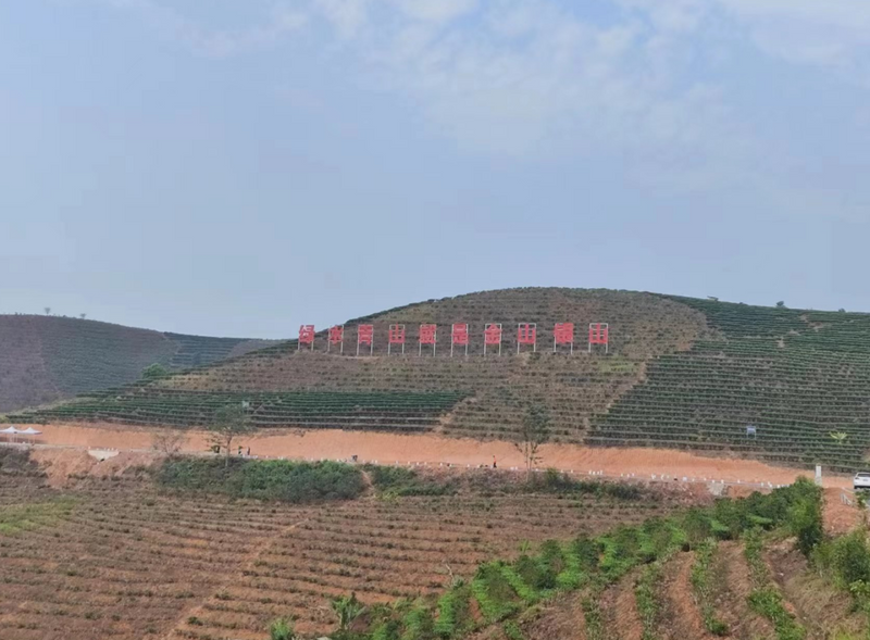 关于万亩茶园里“变”出一个“铁巨人”，它的作用是……的最新消息(13)