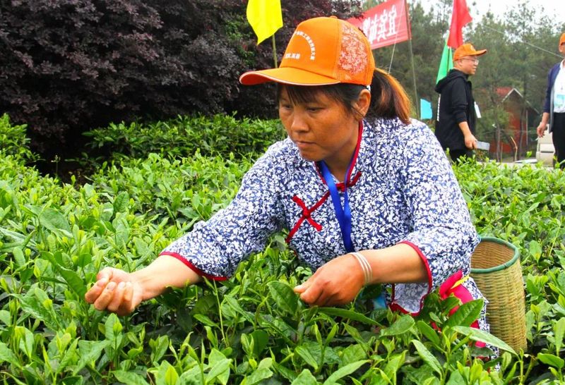 关于宜宾市茶产业职工职业技能大赛在高县举行的资讯(4)