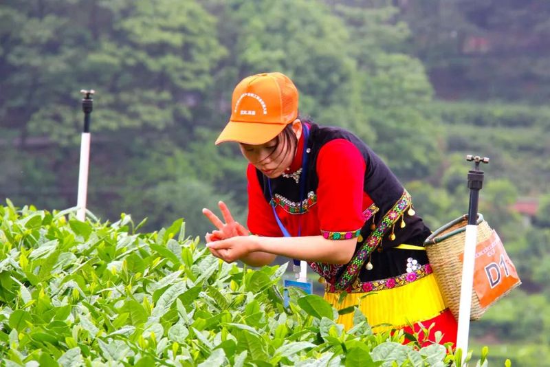 关于宜宾市茶产业职工职业技能大赛在高县举行的资讯(3)