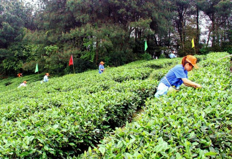 关于宜宾市茶产业职工职业技能大赛在高县举行的资讯(2)