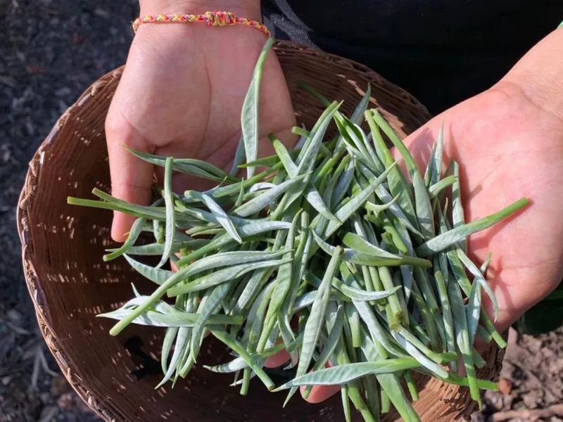 关于景谷农信：灌“金融活水” 助茶香满园的内容(6)