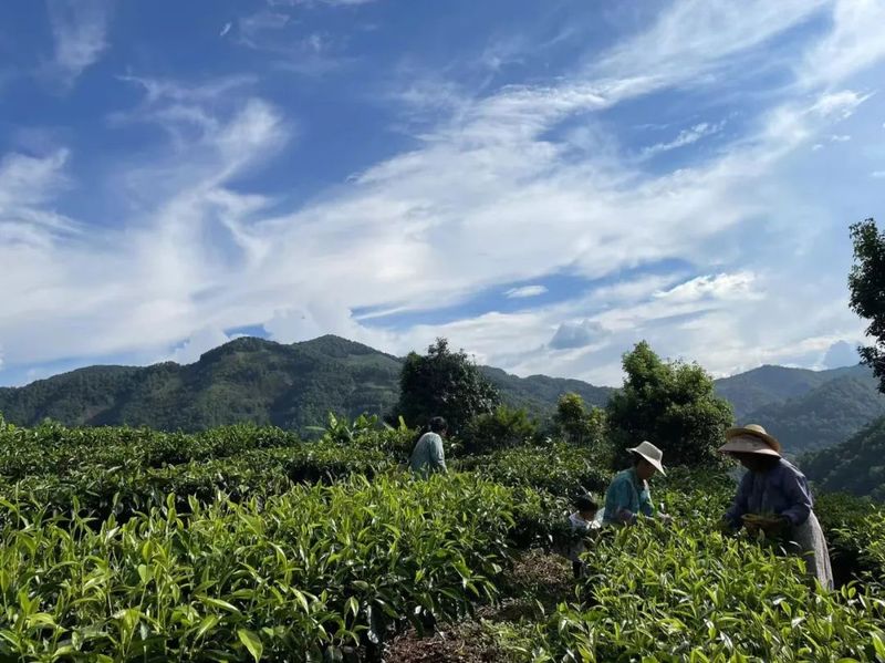 关于景谷农信：灌“金融活水” 助茶香满园的内容