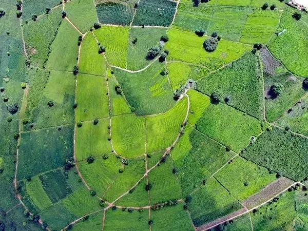 关于景谷农信：灌“金融活水” 助茶香满园的内容(7)