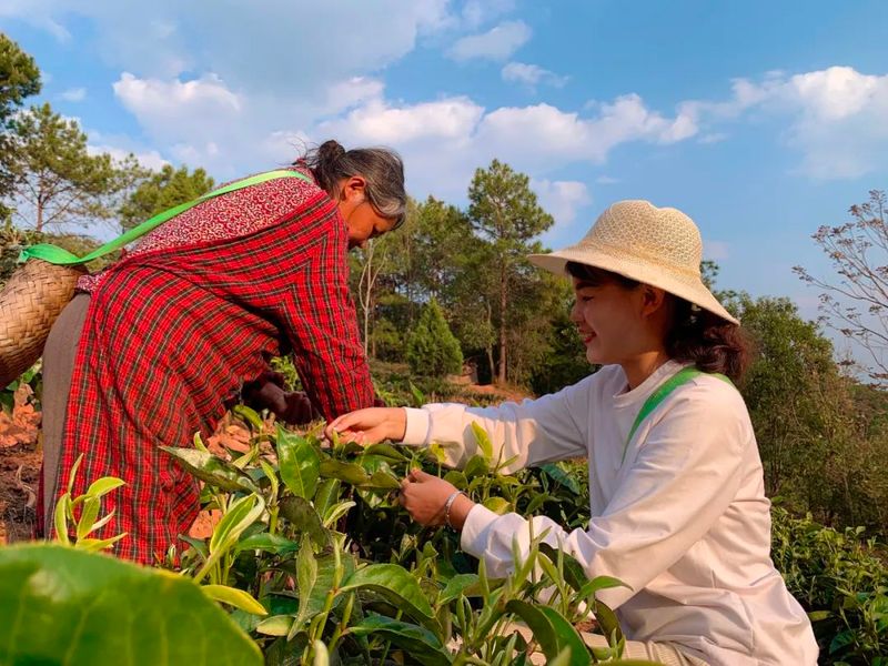 关于景谷农信：灌“金融活水” 助茶香满园的内容(1)
