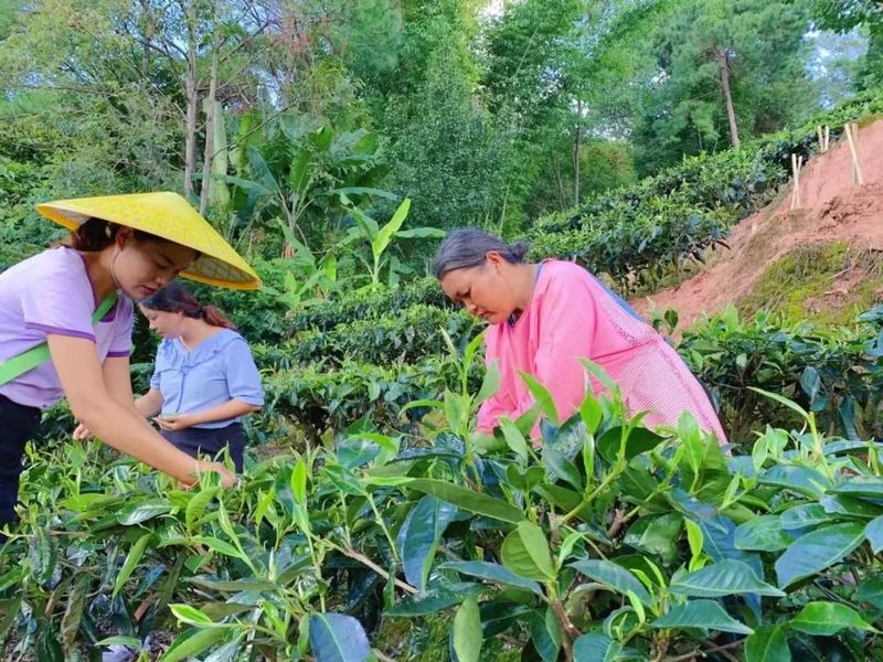 关于景谷农信：灌“金融活水” 助茶香满园的内容(5)