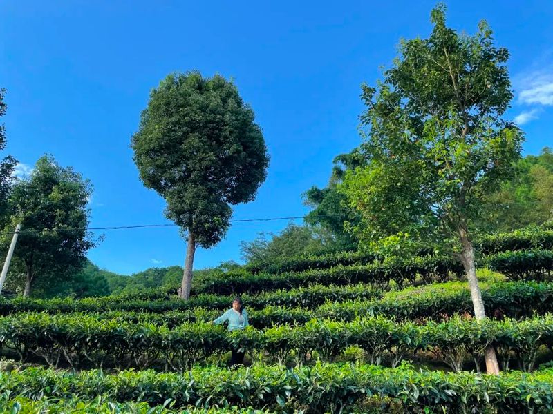 关于景谷农信：灌“金融活水” 助茶香满园的内容(4)