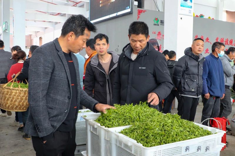 有关于看过来！新茶青交易市场正式揭牌开市！的消息(3)