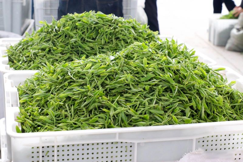 有关于看过来！新茶青交易市场正式揭牌开市！的消息(6)