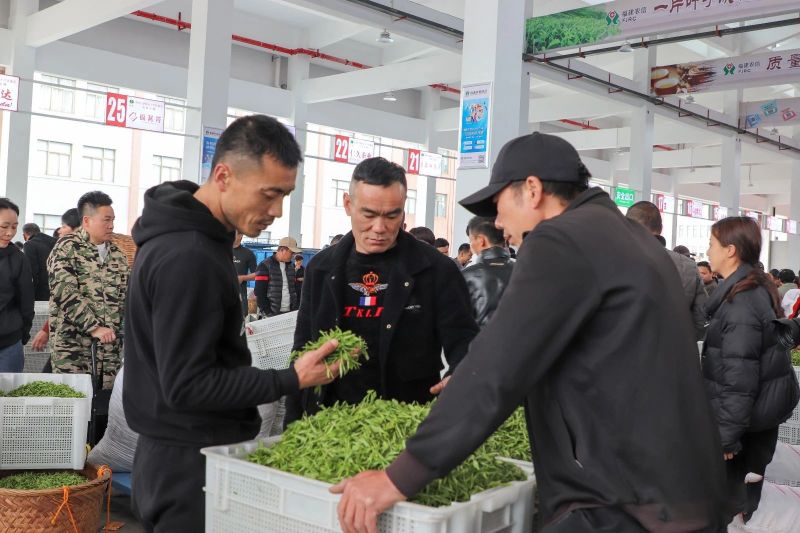 有关于看过来！新茶青交易市场正式揭牌开市！的消息(2)