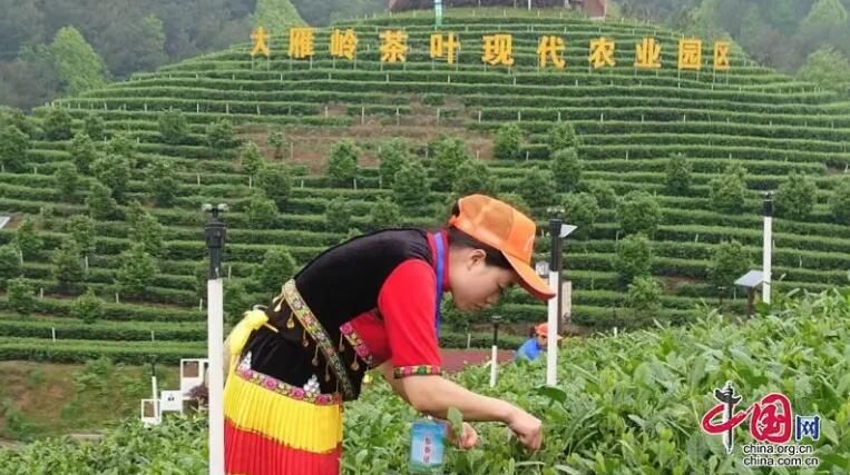 有关于宜宾市第三届茶产业职工职业技能大赛在高县举行的相关信息(1)