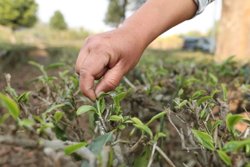 有关于半坡乡：技能培训助力茶农增收的内容(2)