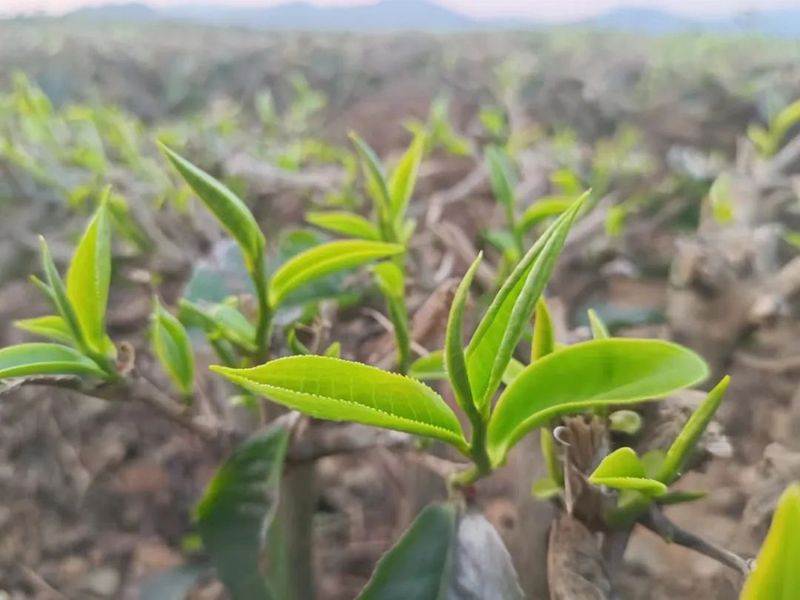 有关于半坡乡：技能培训助力茶农增收的内容(1)