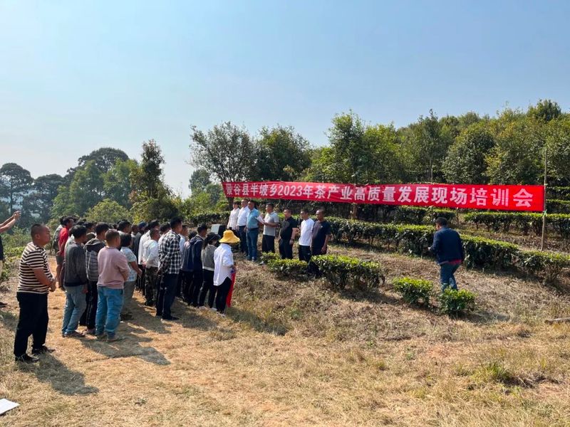 有关于半坡乡：技能培训助力茶农增收的内容