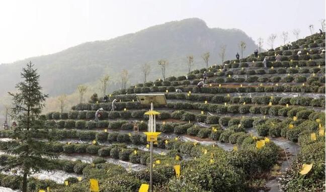 关于2023霍山黄芽开茶节暨“暖民心”快乐健身徒步活动举行的消息(3)