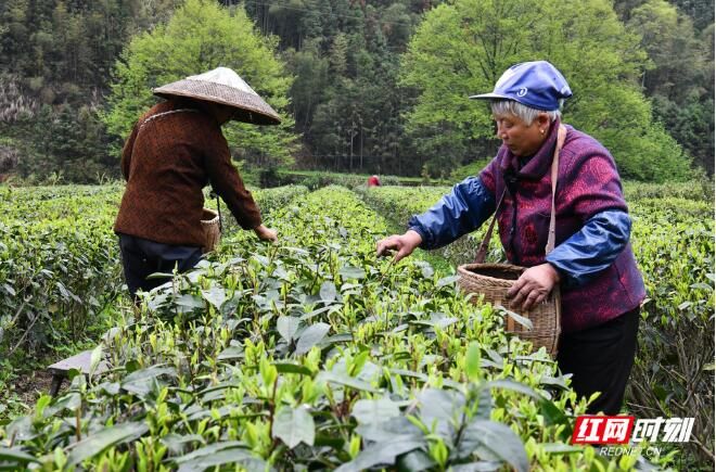 有关于常宁市:“小茶叶”撬动村集体经济发展“大产业”的相关内容(2)