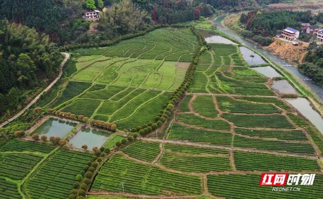 有关于常宁市:“小茶叶”撬动村集体经济发展“大产业”的相关内容