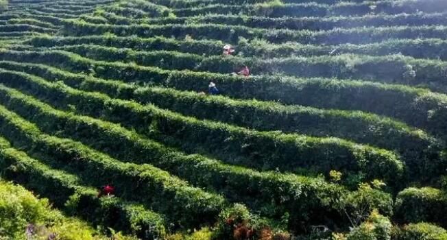 有关于南漳:春意正浓茶飘香 茶农抢“鲜”拾芽忙的内容(3)
