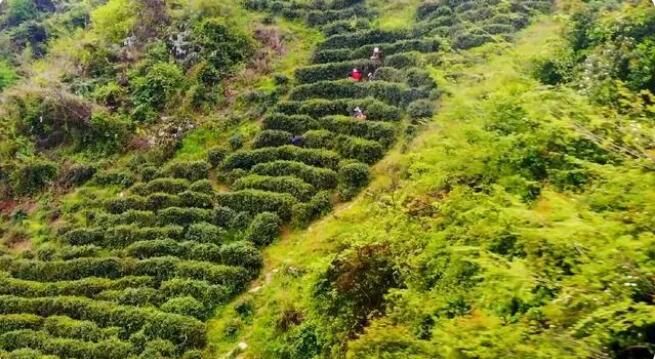 有关于南漳:春意正浓茶飘香 茶农抢“鲜”拾芽忙的内容(2)