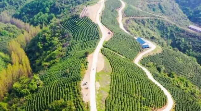 有关于南漳:春意正浓茶飘香 茶农抢“鲜”拾芽忙的内容(4)