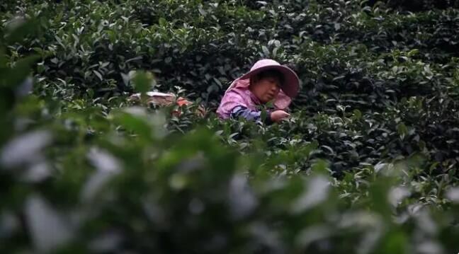 有关于南漳:春意正浓茶飘香 茶农抢“鲜”拾芽忙的内容(1)