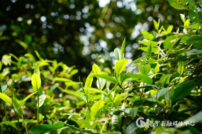 关于昌宁：以茶促旅 以旅带茶 “茶旅融合”为幸福加码的最新消息(4)