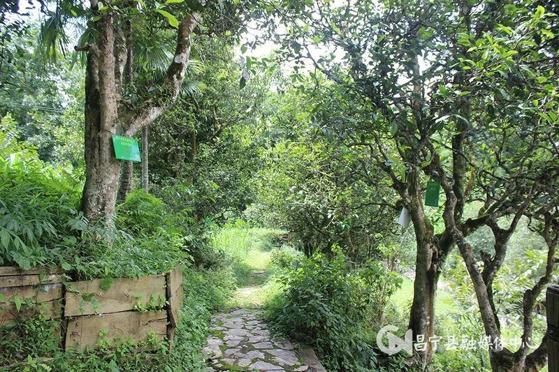 关于昌宁：以茶促旅 以旅带茶 “茶旅融合”为幸福加码的最新消息(1)