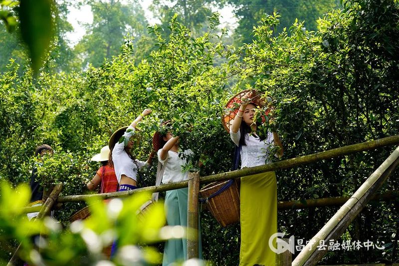 关于昌宁：以茶促旅 以旅带茶 “茶旅融合”为幸福加码的最新消息(2)