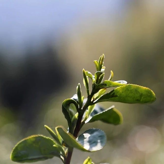 有关于2023年庆元第一杯早春茶!你想喝吗?的内容