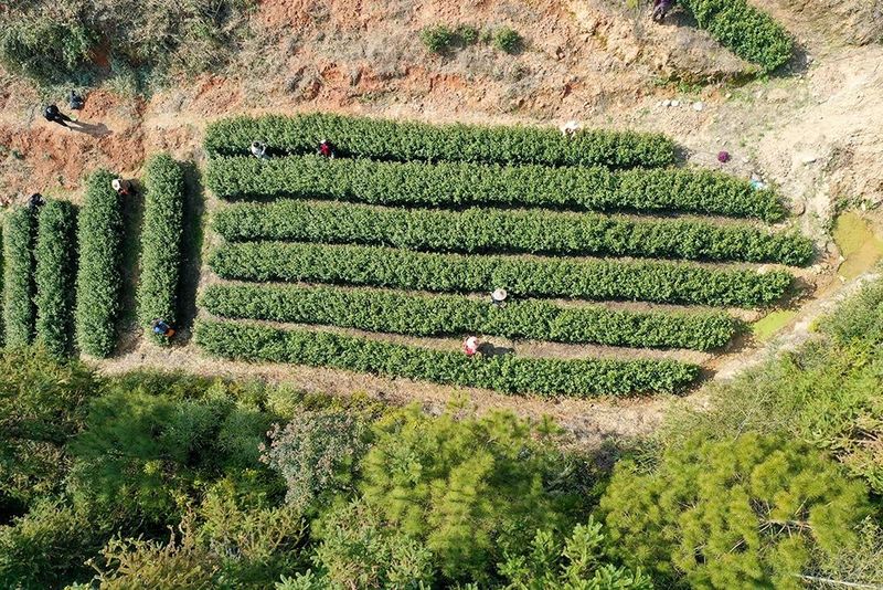 有关于2023年庆元第一杯早春茶!你想喝吗?的内容(3)