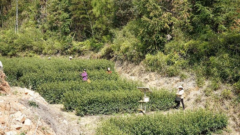 有关于2023年庆元第一杯早春茶!你想喝吗?的内容(2)