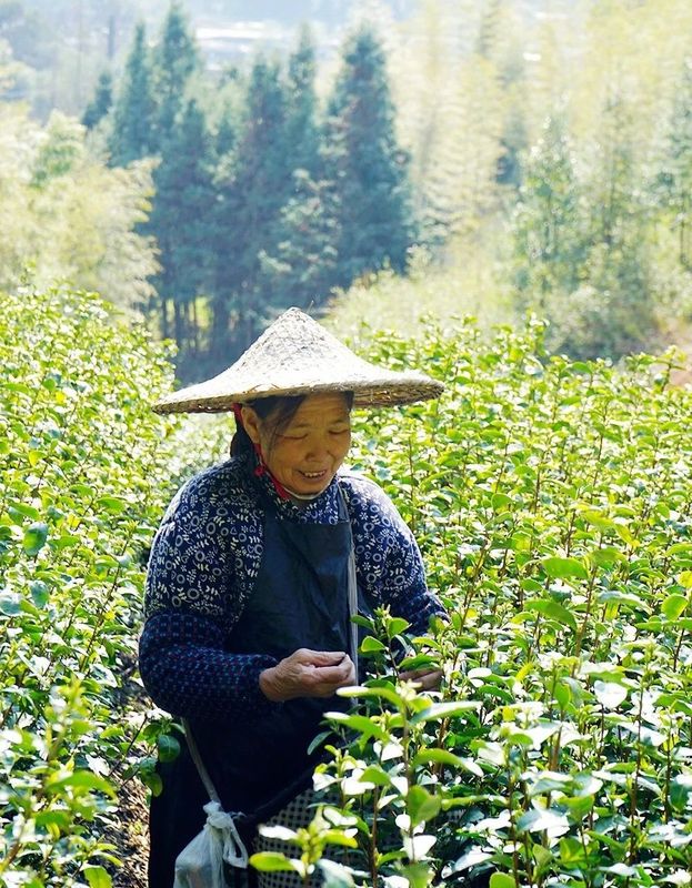 有关于2023年庆元第一杯早春茶!你想喝吗?的内容(4)