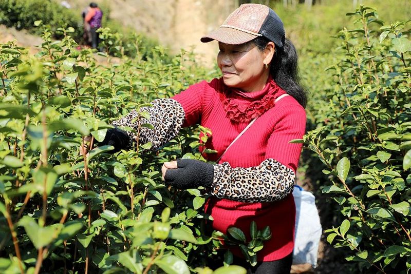 有关于2023年庆元第一杯早春茶!你想喝吗?的内容(1)