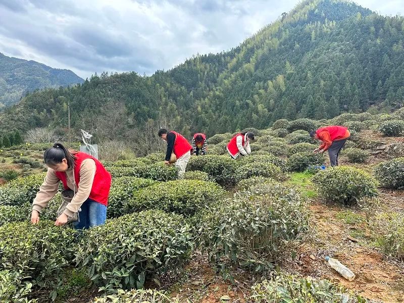 有关于板桥乡：春来满园茶韵香 志愿助农采茶忙的新闻