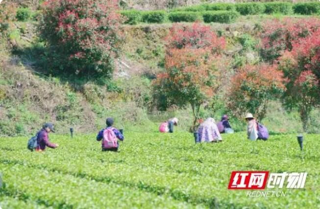 关于春日“怀”景·沅陵：春茶漫山，茶农抢“鲜”采的信息(1)