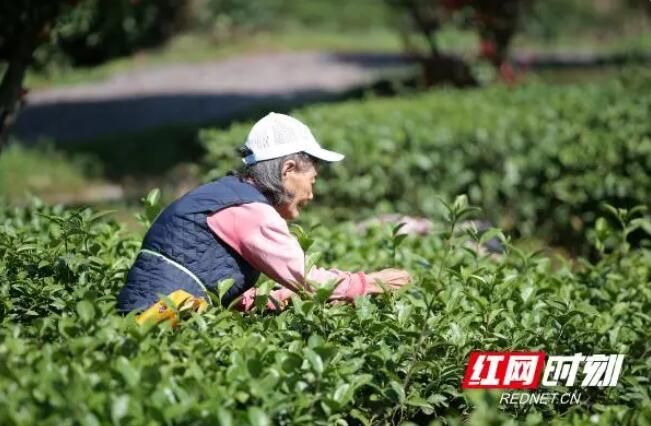 关于春日“怀”景·沅陵：春茶漫山，茶农抢“鲜”采的信息