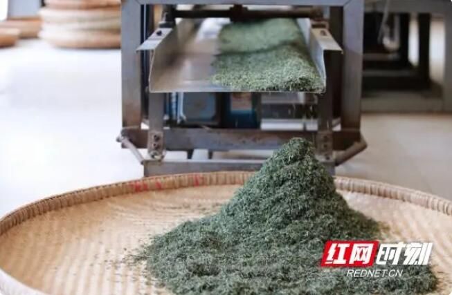 关于春日“怀”景·沅陵：春茶漫山，茶农抢“鲜”采的信息(2)