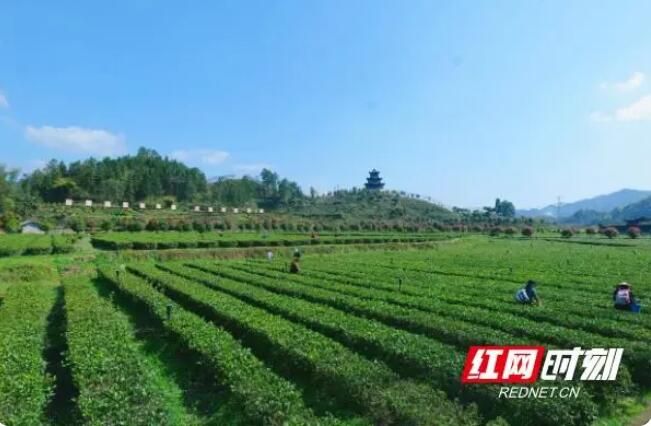 关于春日“怀”景·沅陵：春茶漫山，茶农抢“鲜”采的信息(3)