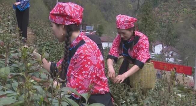 有关于镇安县第二届“象园茶”开采节在象园村举行的内容(1)