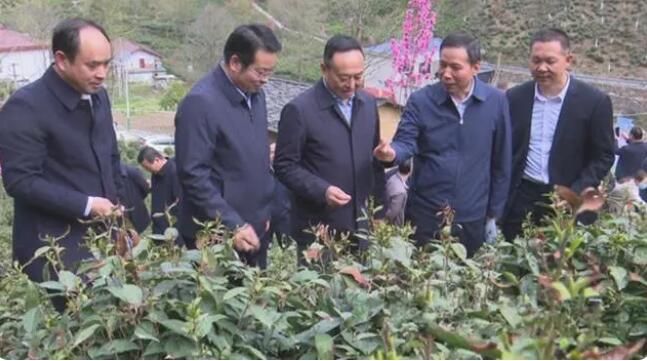 有关于镇安县第二届“象园茶”开采节在象园村举行的内容(2)