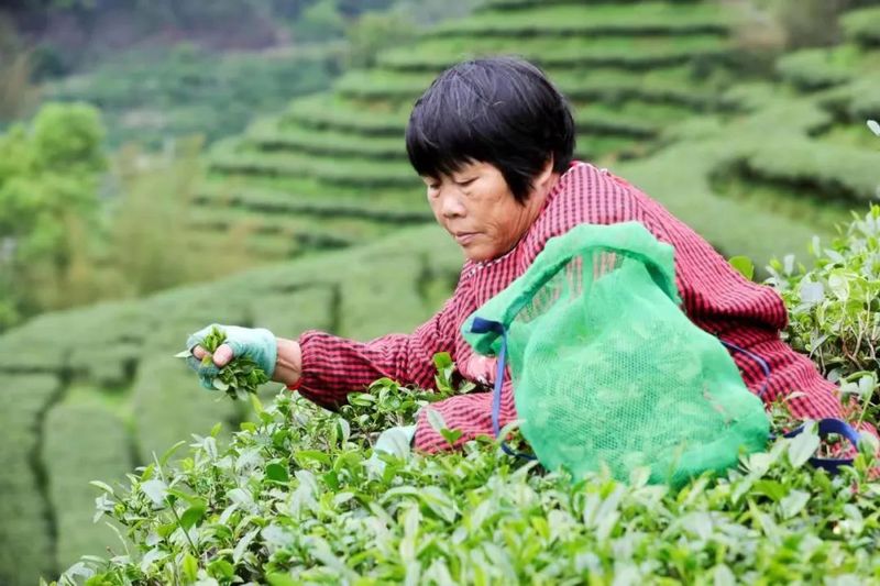 关于茶山春光无限好,茶农采茶增收忙!紫金7万亩蝉茶开采!的相关信息(1)